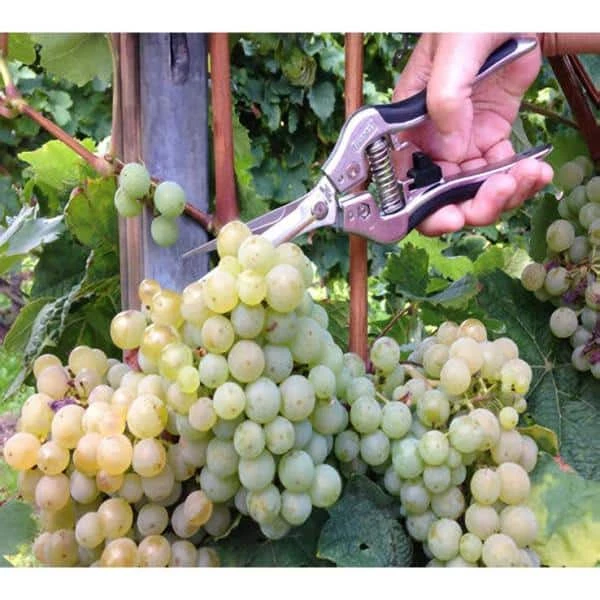 BARNEL USA 7-1/2 in. Ergonomic Straight-Blade Needlenose Pruning Shears 4 BARNEL USA 7-1/2 in. Ergonomic Straight-Blade Needlenose Pruning Shears - Image 2