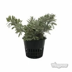 Viagrow 4 in. Black Round Cup with Slotted Black Plastic Mesh Net Pot (50-pack)