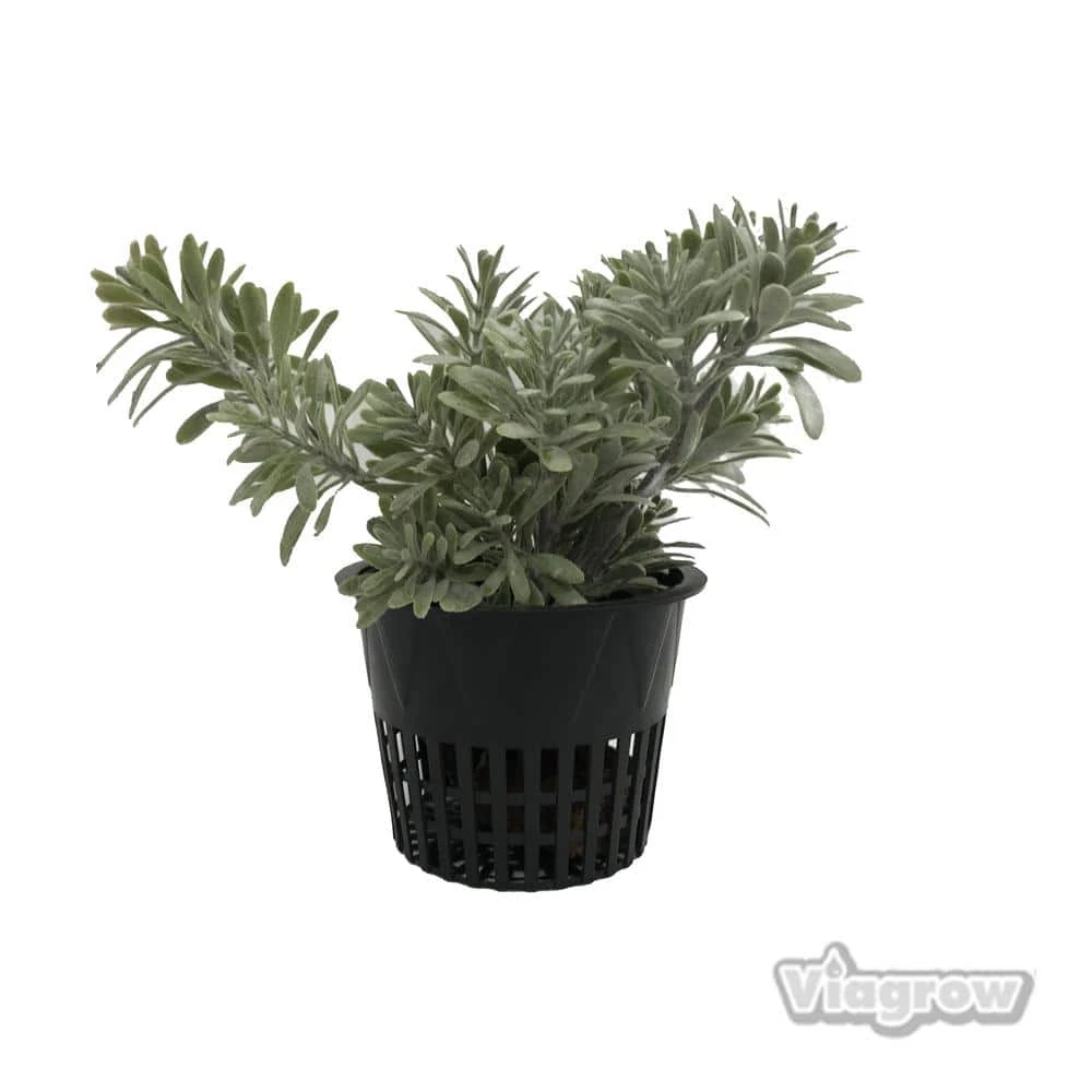 Viagrow 4 in. Black Round Cup with Slotted Black Plastic Mesh Net Pot (50-pack) 3 Viagrow 4 in. Black Round Cup with Slotted Black Plastic Mesh Net Pot (50-pack)