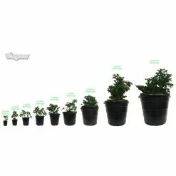 Viagrow 15 Gal. Plastic Round Nursery Trade Pots (5-Pack) 15 Viagrow 15 Gal. Plastic Round Nursery Trade Pots (5-Pack) -VAN ZYVERDEN shop black viagrow net pots vhpp1500 5 77 1000