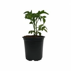 Viagrow 2 Qt. Plastic Nursery Trade Pots with Coconut Coir Growing Media (50-Pack) -VAN ZYVERDEN shop black viagrow net pots vhpp50 5kg 66 1000