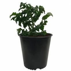 Viagrow 5 Gal. Plastic Nursery Trade Pots with Saucers (4.02 Gal./15.19 L) (10-Pack) 11 Viagrow 5 Gal. Plastic Nursery Trade Pots with Saucers (4.02 Gal./15.19 L) (10-Pack) -VAN ZYVERDEN shop black viagrow net pots vhpp500 10kit 40 1000