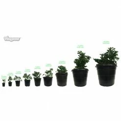 Viagrow 5 Gal. Plastic Nursery Trade Pots with Saucers (4.02 Gal./15.19 L) (10-Pack) 15 Viagrow 5 Gal. Plastic Nursery Trade Pots with Saucers (4.02 Gal./15.19 L) (10-Pack) -VAN ZYVERDEN shop black viagrow net pots vhpp500 10kit 77 1000