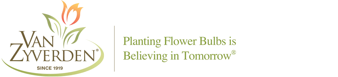 VAN ZYVERDEN shop