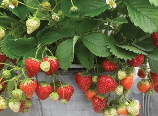 VAN ZYVERDEN shop 2 VAN ZYVERDEN shop -VAN ZYVERDEN shop q555