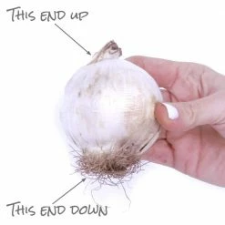 VAN ZYVERDEN Allium Bulbs Giant Gladiator (Set of 6) -VAN ZYVERDEN shop van zyverden flower bulbs 21401 1f 1000