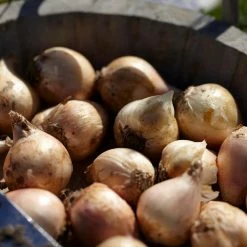 VAN ZYVERDEN Allium Bulbs Azureum Blue Globe Onions (Set of 25) 10 VAN ZYVERDEN Allium Bulbs Azureum Blue Globe Onions (Set of 25) -VAN ZYVERDEN shop van zyverden flower bulbs 21402 4f 1000