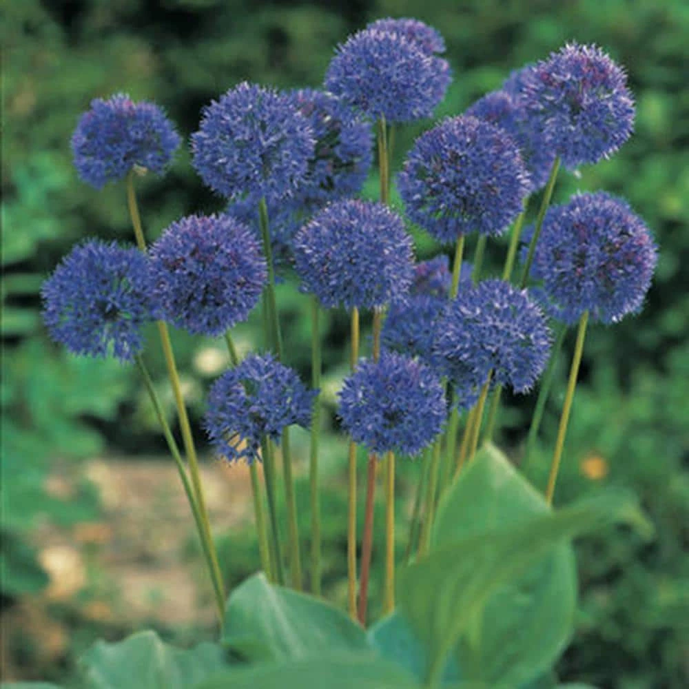VAN ZYVERDEN Allium Bulbs Azureum Blue Globe Onions (Set of 25) 4 VAN ZYVERDEN Allium Bulbs Azureum Blue Globe Onions (Set of 25) - Image 2