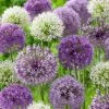 VAN ZYVERDEN Allium Blend (Set of 12) -VAN ZYVERDEN shop van zyverden flower bulbs 21403 64 1000