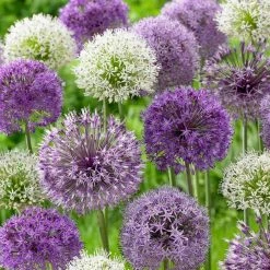 VAN ZYVERDEN Allium Blend (Set of 12)