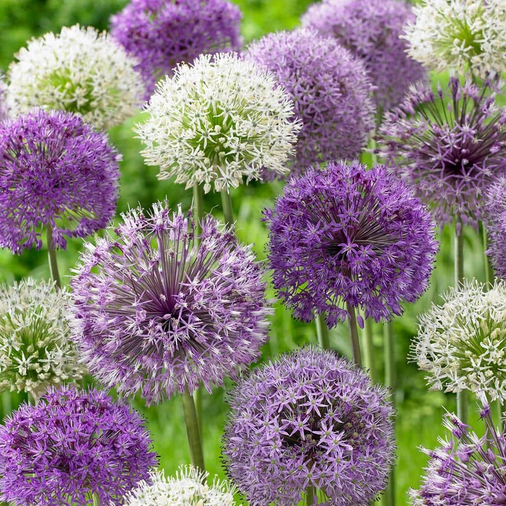 VAN ZYVERDEN Allium Blend (Set of 12) 3 VAN ZYVERDEN Allium Blend (Set of 12)