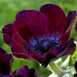 VAN ZYVERDEN Wind Flowers Bulbs Anemones Meron Bordeaux (Set of 25)