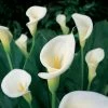 VAN ZYVERDEN Calla Bulbs aethiopica (Set of 5) -VAN ZYVERDEN shop van zyverden flower bulbs 21425 64 1000