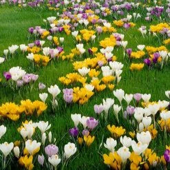 VAN ZYVERDEN Crocus Bulbs Large Flowering Blend (Set of 100)