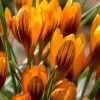 VAN ZYVERDEN Crocus Bulbs Orange Monarch (Set of 25) -VAN ZYVERDEN shop van zyverden flower bulbs 21432 64 1000