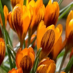 VAN ZYVERDEN Crocus Bulbs Orange Monarch (Set of 25)