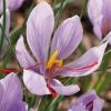 VAN ZYVERDEN Crocus Bulbs Saffron Crocus (Set of 15) 2 VAN ZYVERDEN Crocus Bulbs Saffron Crocus (Set of 15) -VAN ZYVERDEN shop van zyverden flower bulbs 21433 64 1000