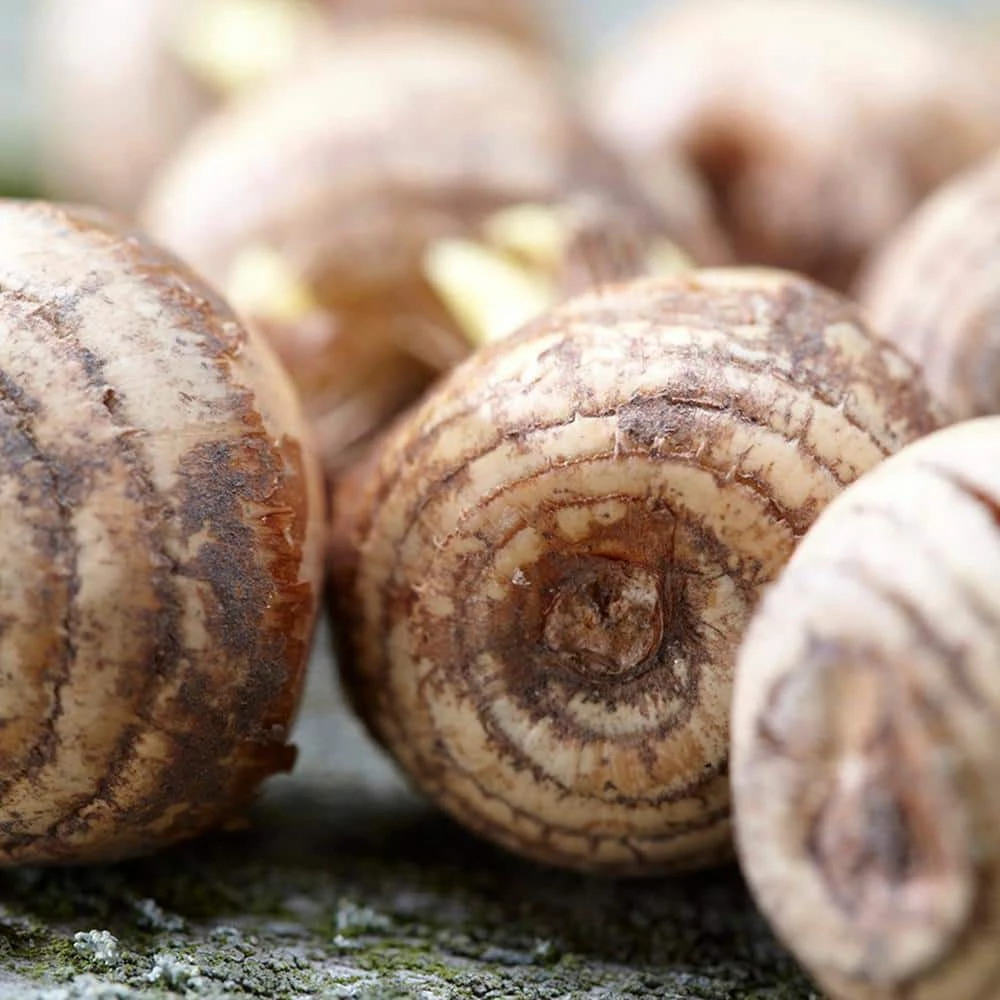 VAN ZYVERDEN Crocus Bulbs Saffron Crocus (Set of 15) 4 VAN ZYVERDEN Crocus Bulbs Saffron Crocus (Set of 15) - Image 2