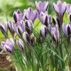VAN ZYVERDEN Crocus Bulbs Spring Beauty (Set of 25) -VAN ZYVERDEN shop van zyverden flower bulbs 21434 64 1000