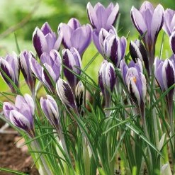 VAN ZYVERDEN Crocus Bulbs Spring Beauty (Set of 25)