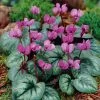 VAN ZYVERDEN Cyclamen Bulbs coum (Set of 5) -VAN ZYVERDEN shop van zyverden flower bulbs 21436 64 1000