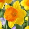 VAN ZYVERDEN Daffodils Bulbs Akita (Set of 12)