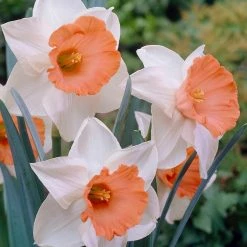VAN ZYVERDEN Daffodils Bulbs Chromacolor (Set of 12)