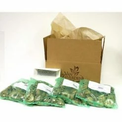 VAN ZYVERDEN Daffodils Bulbs Dutch Master (Set of 100) -VAN ZYVERDEN shop van zyverden flower bulbs 21448 4f 1000