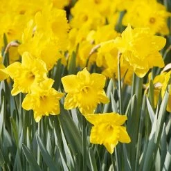 VAN ZYVERDEN Daffodils Bulbs Dutch Master (Set of 100)