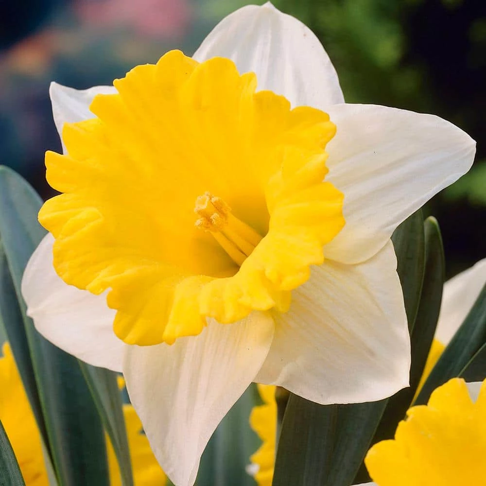 VAN ZYVERDEN Daffodils Bulbs Goblet (Set of 12) 3 VAN ZYVERDEN Daffodils Bulbs Goblet (Set of 12)
