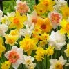 VAN ZYVERDEN Daffodils Bulbs Kitchen Sink Mixture (Set of 50)