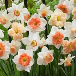 VAN ZYVERDEN Daffodils Bulbs Pink Mixture (Set of 15)