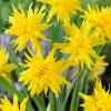 VAN ZYVERDEN Daffodils Bulbs Rip Van Winkle (Set of 12) -VAN ZYVERDEN shop van zyverden flower bulbs 21473 64 1000