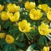 VAN ZYVERDEN Eranthis Bulbs Winter Aconite (Set of 50) 1 VAN ZYVERDEN Eranthis Bulbs Winter Aconite (Set of 50) -VAN ZYVERDEN shop van zyverden flower bulbs 21479 64 1000