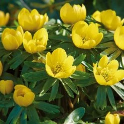 VAN ZYVERDEN Eranthis Bulbs Winter Aconite (Set of 50)