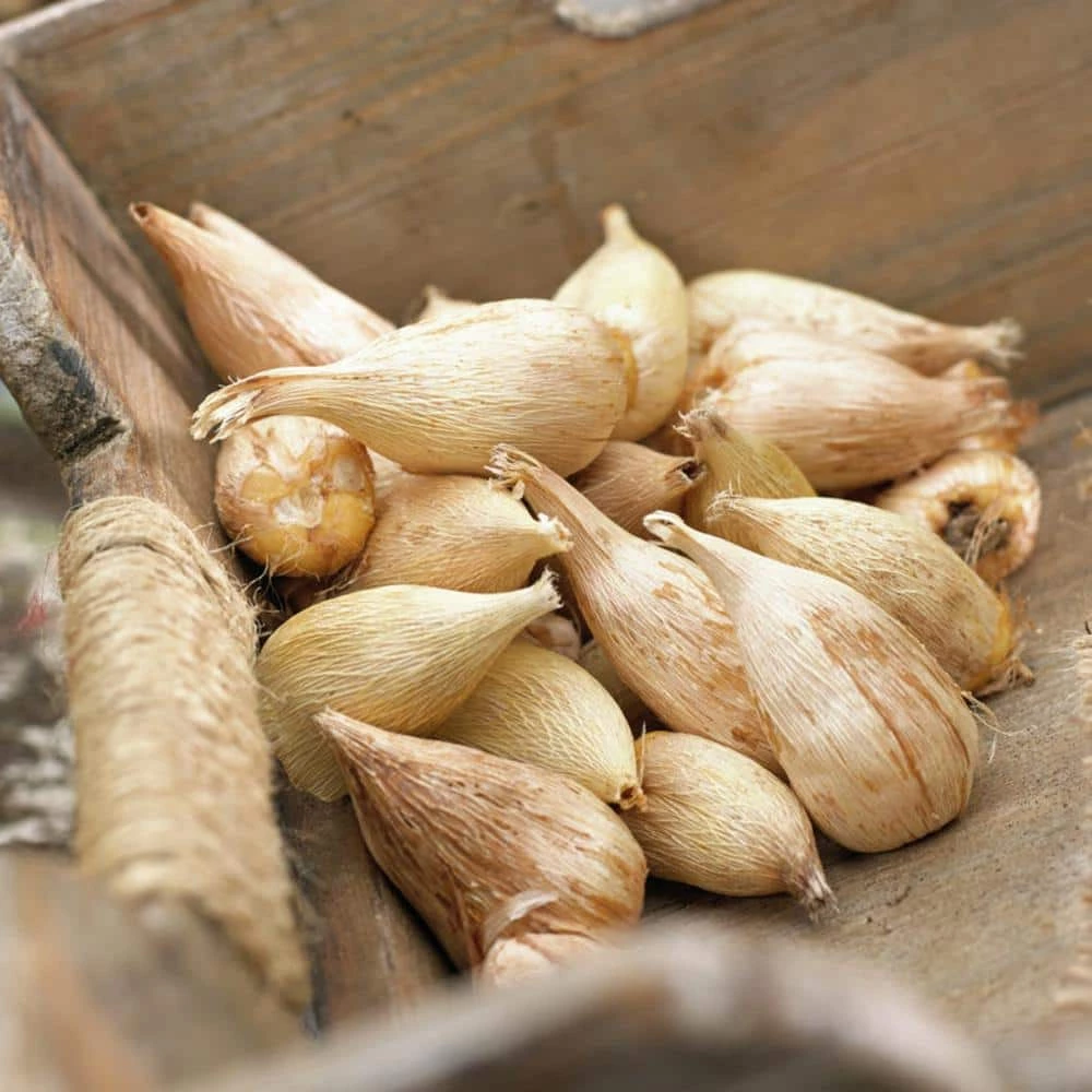 VAN ZYVERDEN Grand Freesia and Ranunculus Blend (Set of 25) 5 VAN ZYVERDEN Grand Freesia and Ranunculus Blend (Set of 25) - Image 3