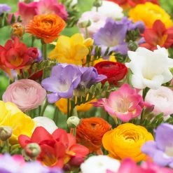 VAN ZYVERDEN Grand Freesia and Ranunculus Blend (Set of 25)