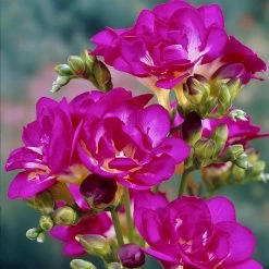 VAN ZYVERDEN Freesias Bulbs Purple Rain (Set of 25)