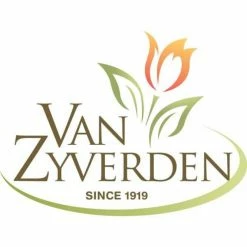 VAN ZYVERDEN Freesias Bulbs Purple Rain (Set of 25) -VAN ZYVERDEN shop van zyverden flower bulbs 21484 fa 1000