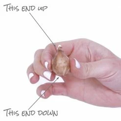 VAN ZYVERDEN Galanthus Bulbs Snowdrops (Set of 25) -VAN ZYVERDEN shop van zyverden flower bulbs 21487 1f 1000