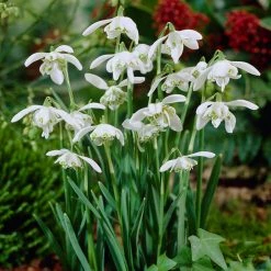VAN ZYVERDEN Galanthus Bulbs Snowdrops (Set of 25)