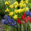 VAN ZYVERDEN Dutch Garden (Set of 75) -VAN ZYVERDEN shop van zyverden flower bulbs 21492 64 1000