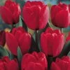 VAN ZYVERDEN Spring Time Favorites Bulbs Bulb Collection (Set of 75) -VAN ZYVERDEN shop van zyverden flower bulbs 21493 64 1000