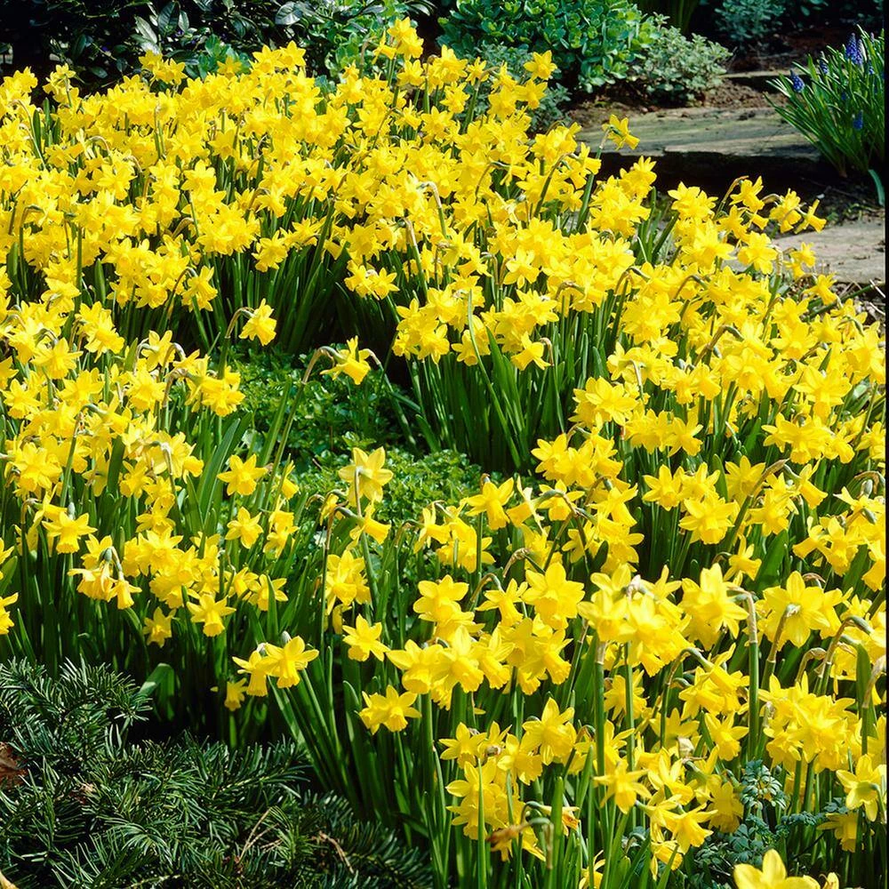 VAN ZYVERDEN Spring Time Favorites Bulbs Bulb Collection (Set of 75) 6 VAN ZYVERDEN Spring Time Favorites Bulbs Bulb Collection (Set of 75) - Image 4