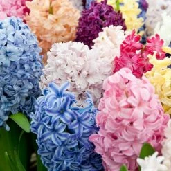 VAN ZYVERDEN Hyacinths Bulbs Easter Basket Blend (Set of 12)