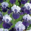 VAN ZYVERDEN Bearded Iris Bulbs Best Bet (Set of 3 Roots) -VAN ZYVERDEN shop van zyverden flower bulbs 21500 64 1000