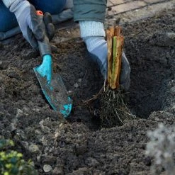 VAN ZYVERDEN Bearded Iris Bulbs Best Bet (Set of 3 Roots) -VAN ZYVERDEN shop van zyverden flower bulbs 21500 fa 1000