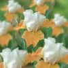 VAN ZYVERDEN Bearded Iris Bulbs Champagne Elegance (Set of 3 Roots) -VAN ZYVERDEN shop van zyverden flower bulbs 21501 64 1000