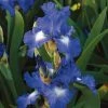 VAN ZYVERDEN Bearded Iris Bulbs City Lights (Set of 3 Roots) -VAN ZYVERDEN shop van zyverden flower bulbs 21502 64 1000