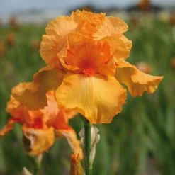 VAN ZYVERDEN Bearded Iris Bulbs Firebreather (Set of 3 Roots)